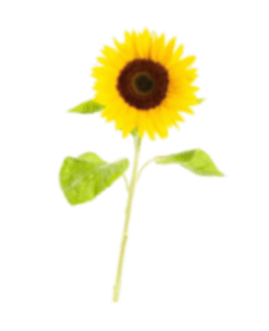SUNFLOWER_BLUR__1_