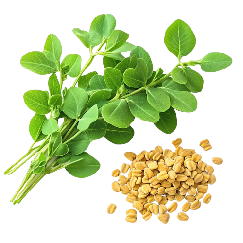 Fenugreek Tasty Healthy Herbs Concept Isolated Transparent Background – Freepik