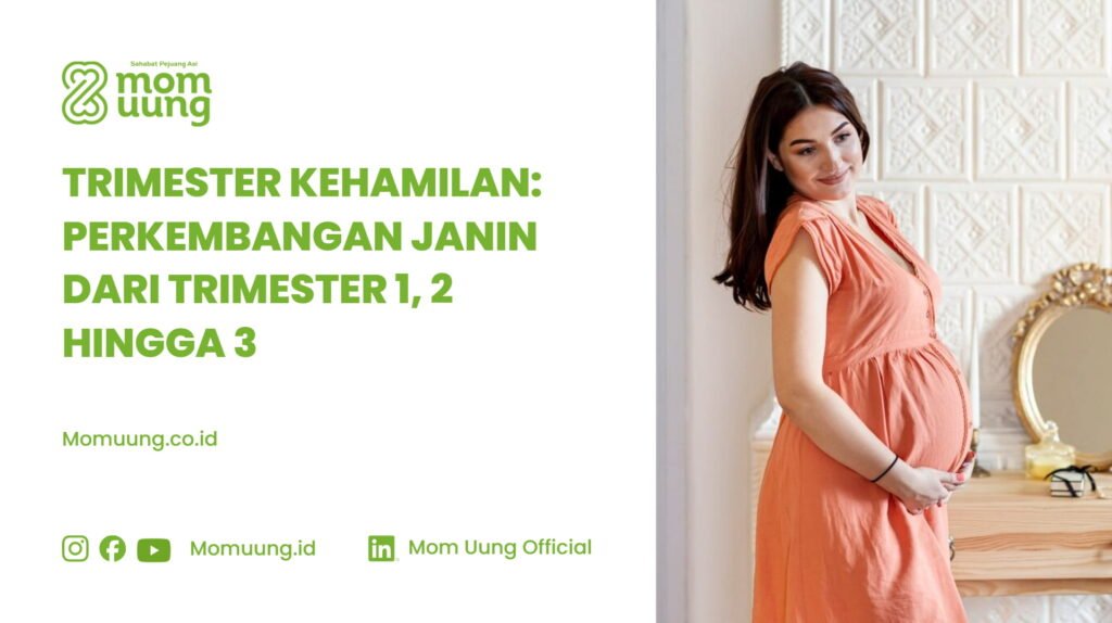 Trimester Kehamilan 1 2 3 Perkembangan Janin Setiap Trimester